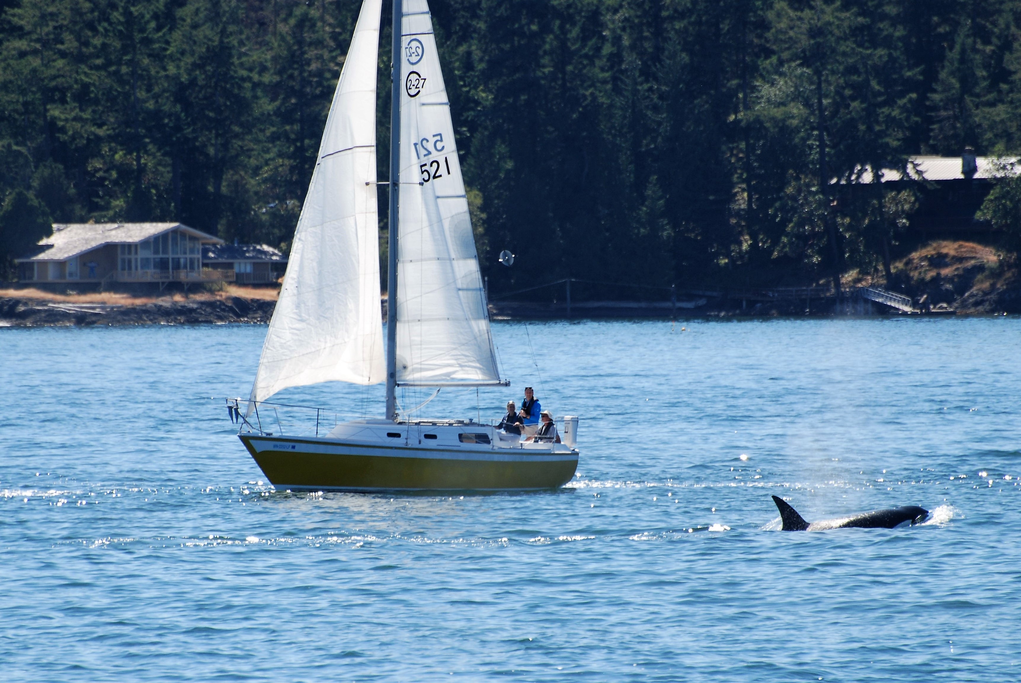 Whale Safe Boating photo - Continuing Education at Seattle Central College 