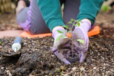 Gardening Classes - Continuing Education at Seattle Central College 