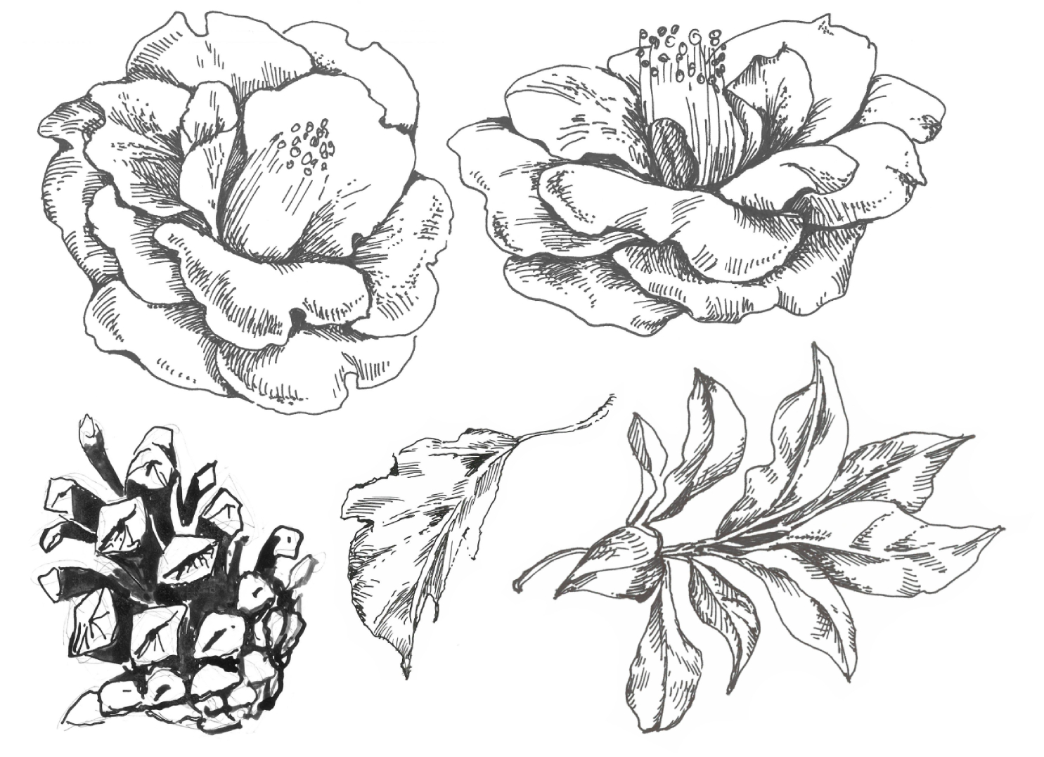 Black-and-white ink drawings showing two detailed flowers at the top, with a pine cone and two different leaves below.