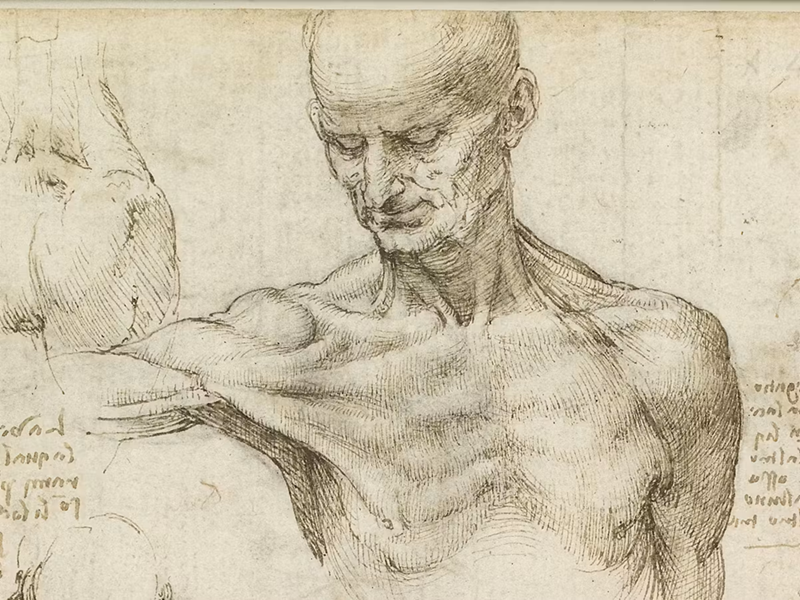Drawing of a person's head and torso without clothing by Leonardo Davinci. 