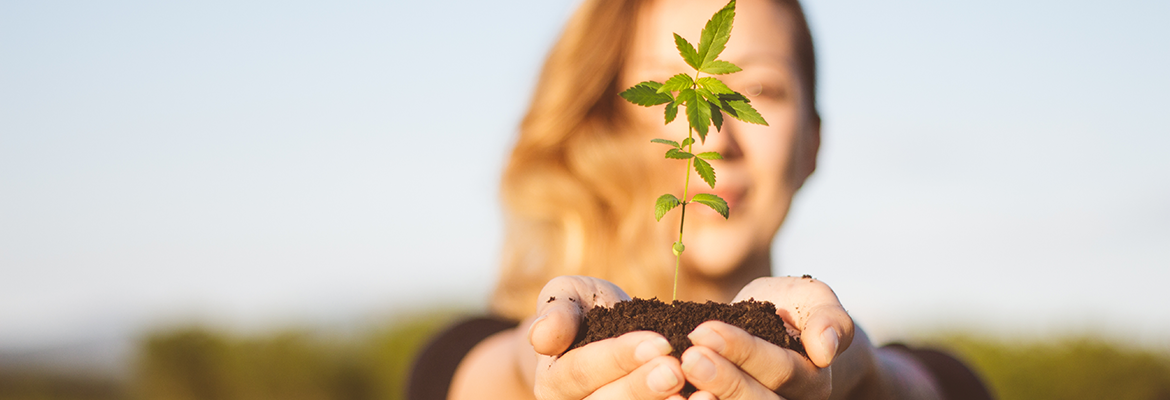 Cannabis plant